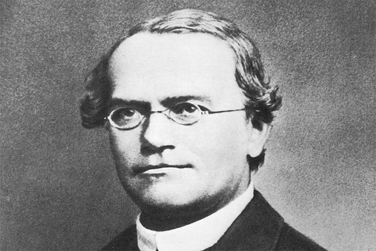 Johann Mendel