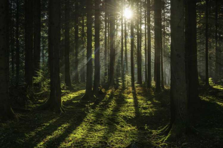 Y el bosque se perdió