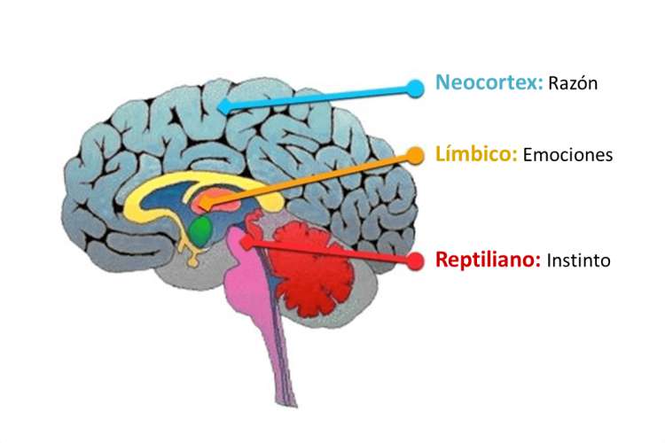 El Cerebro Triuno