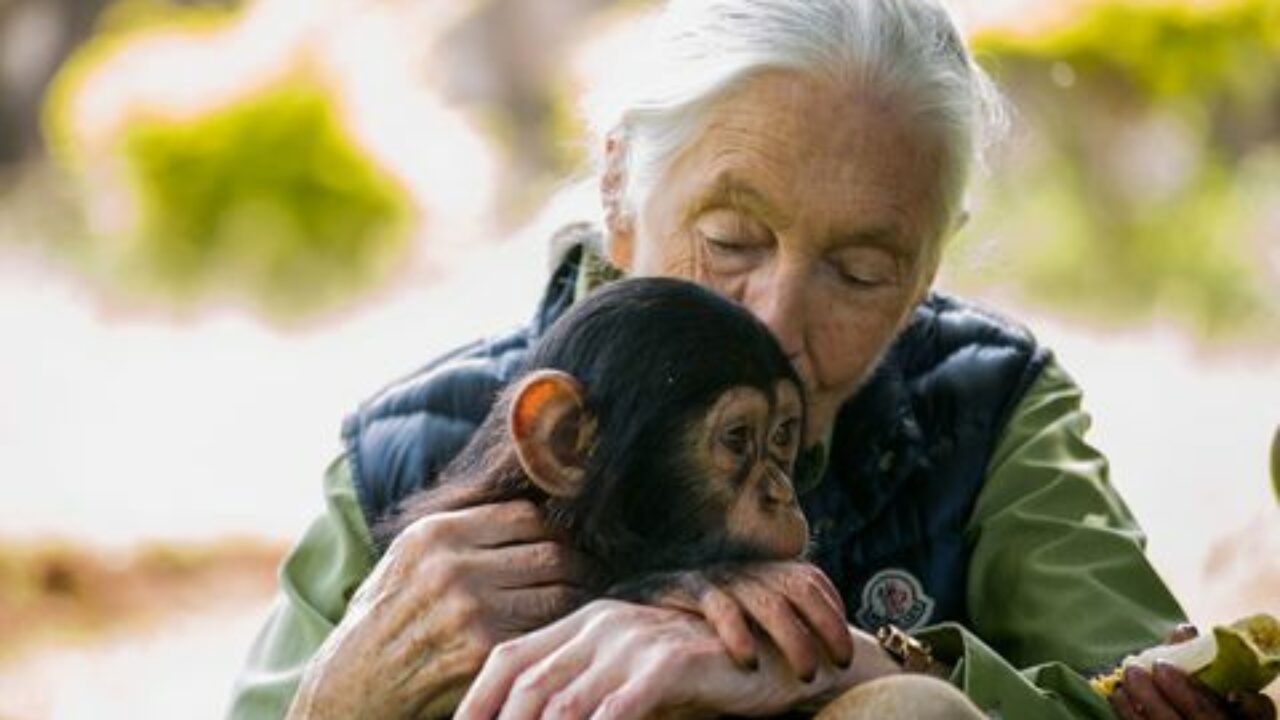 Frases de Jane Goodall