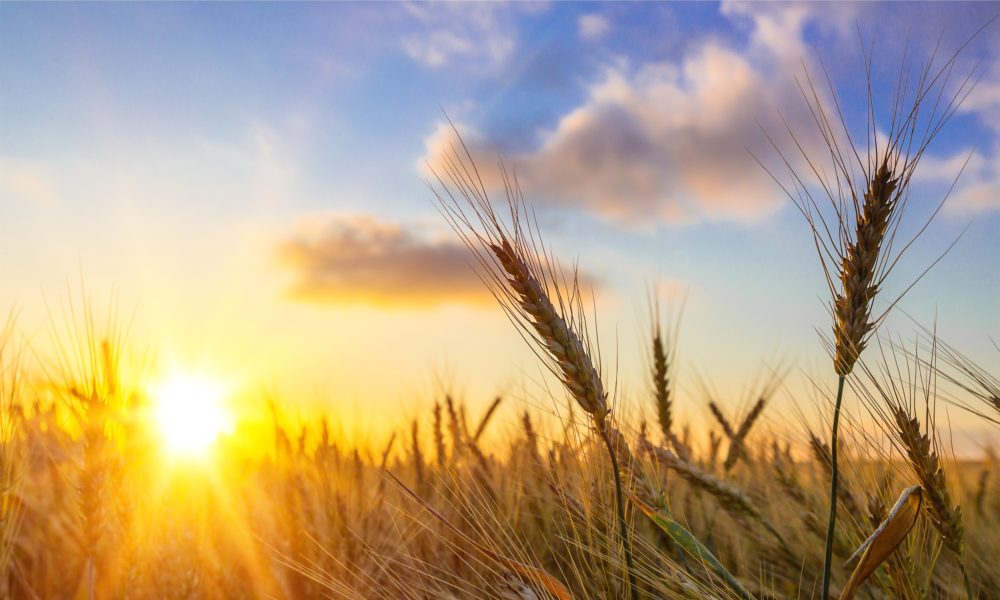 Dios es el campo de todas las posibilidades